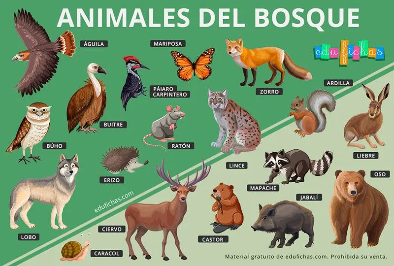 Animales del Bosque para Niños. Fichas + Juego Gratis en PDF