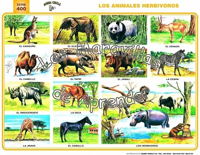 Animales carnivoros herbivoros y omnivoros ejemplos - Imagui