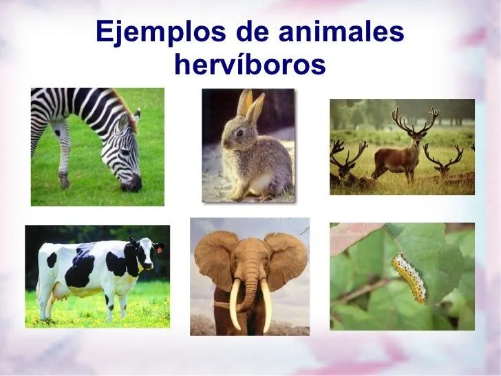Los animales carnivoros herbivoros y omnivoros - Imagui