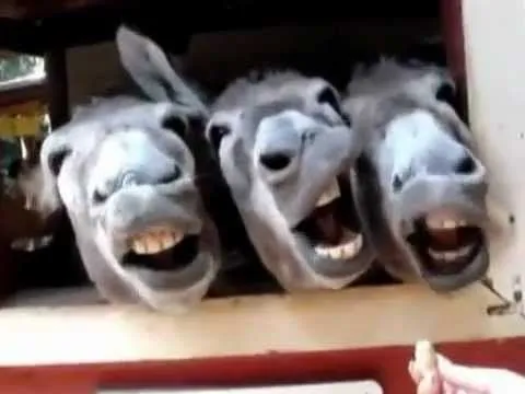 animales chistosos - YouTube