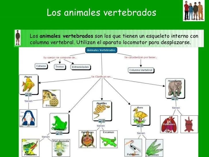 Los animales clasificación según su estructura. Primaria. IE N°1198. …
