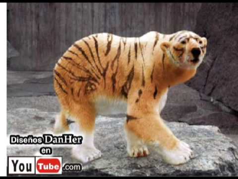 Animales Clonados por DanHer ( Animales muy raros, falsos o ...