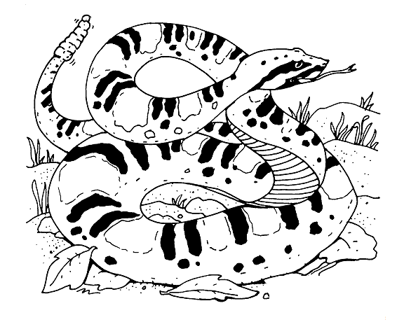 Animales para colorear: Serpientes de Cascabel Animales para colorear: Serpientes de Cascabel