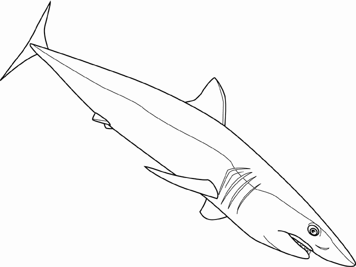Animales para colorear: Tiburón de arrecife