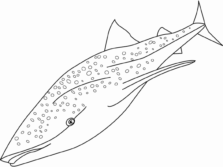 Animales para colorear: Tiburón ballena