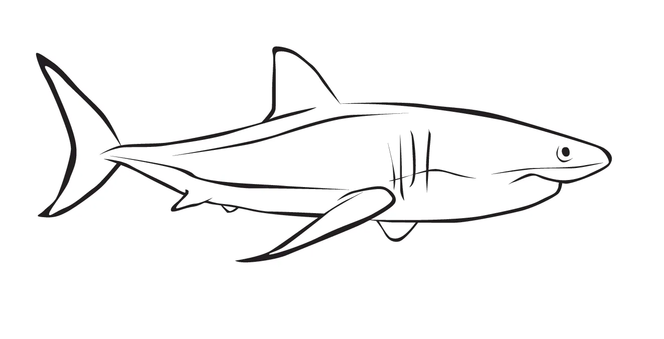 Animales para colorear: Tiburón blanco