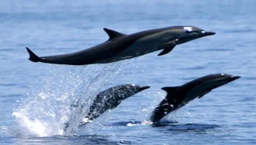 Oleaje anómalo trae delfines al mar de Chorrillos (Perú) | Las ...