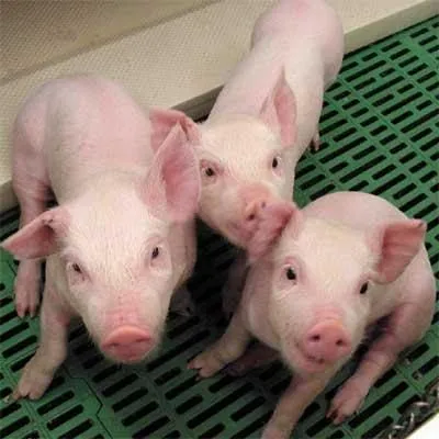 Animales Curativos: Insulina porcina extraída del cerdo Animales Curativos: Insulina porcina extraída del cerdo