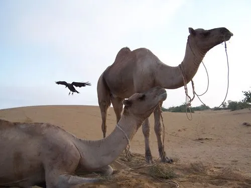 Animales del desierto