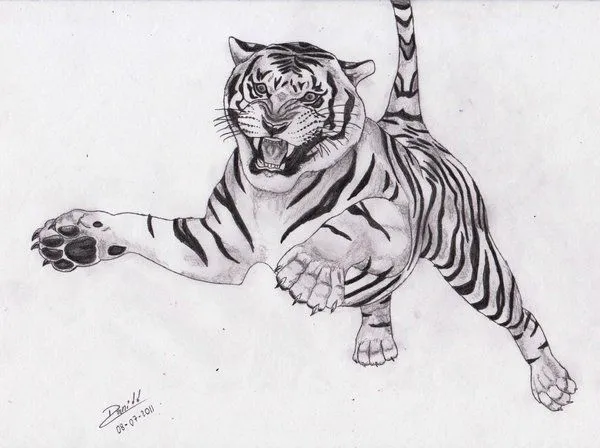 Tigre a lápiz - Imágenes de Animales en Temática General | Dibujando