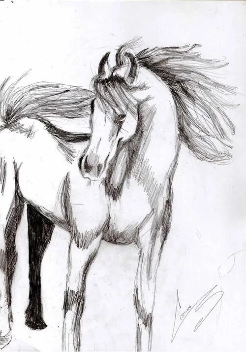 Dibujos de caballos salvajes a lapiz - Imagui