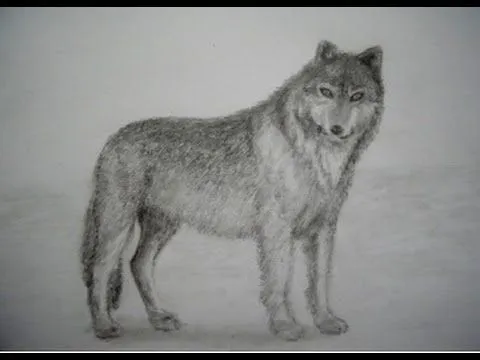 Animales Dibujos A Lapiz De Lobos Clipart - Free Clip Art Images