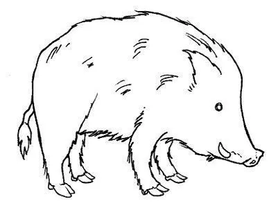 Animales en dibujos salvajes - Imagui