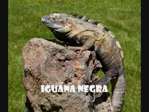 ANIMALES ENDÉMICOS DE MÉXICO - YouTube