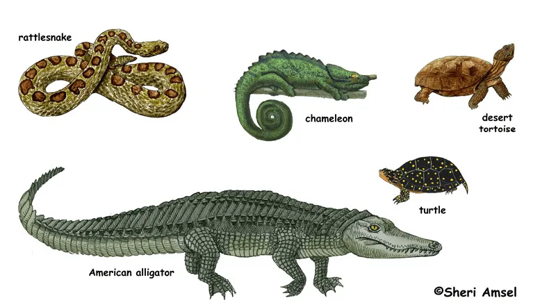 Dibujos de animales vertebrados reptiles - Imagui
