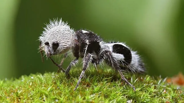 Animales extraños: Hormiga panda, el Frankenstein de los insectos ...