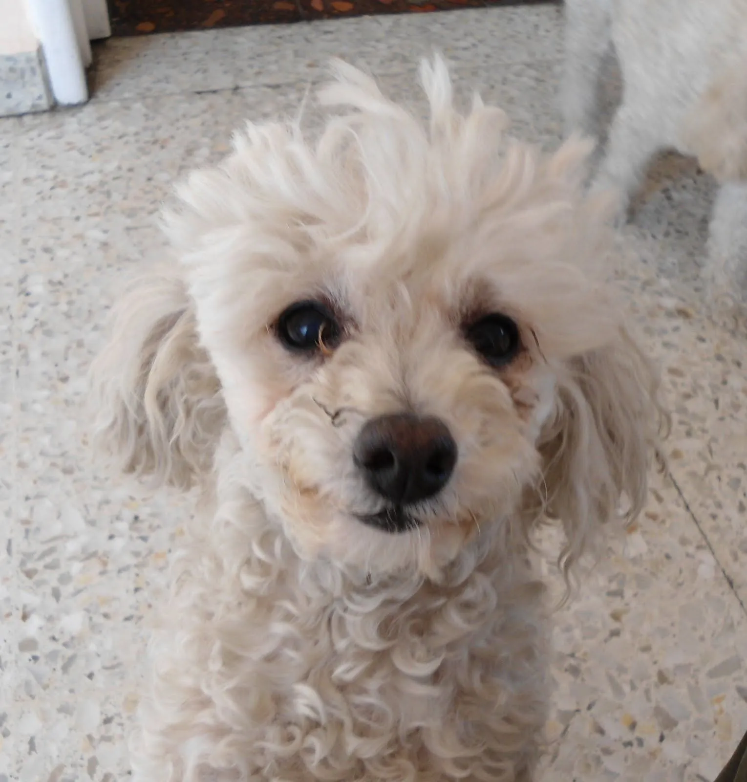 Animales extraviados (Puebla, México): PERRITA EXTRAVIADA Animales extraviados (Puebla, México): PERRITA EXTRAVIADA
