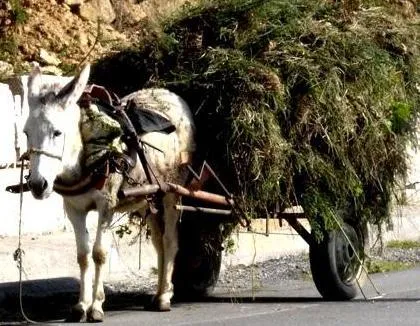 ANIMALES FOTOS DIBUJOS IMAGENES: FOTOS DE BURROS o ASNOS