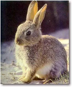 ANIMALES FOTOS DIBUJOS IMAGENES: FOTOS DE CONEJOS ANIMALES FOTOS DIBUJOS IMAGENES: FOTOS DE CONEJOS