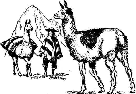 ANIMALES FOTOS DIBUJOS IMAGENES: FOTOS DE LLAMAS ANIMALES FOTOS DIBUJOS IMAGENES: FOTOS DE LLAMAS
