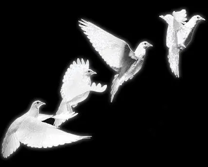 ANIMALES FOTOS DIBUJOS IMAGENES: FOTOS DE PALOMAS Y DIBUJOS ANIMALES FOTOS DIBUJOS IMAGENES: FOTOS DE PALOMAS Y DIBUJOS