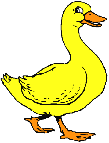 ANIMALES FOTOS DIBUJOS IMAGENES: FOTOS DE PATOS DOMESTICOS ANIMALES FOTOS DIBUJOS IMAGENES: FOTOS DE PATOS DOMESTICOS