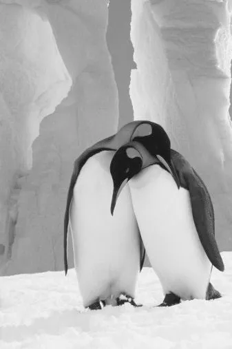Dibujo de pinguinos enamorados - Imagui