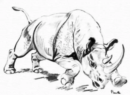 ANIMALES FOTOS DIBUJOS IMAGENES: FOTOS DE RINOCERONTES ANIMALES FOTOS DIBUJOS IMAGENES: FOTOS DE RINOCERONTES