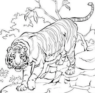 ANIMALES FOTOS DIBUJOS IMAGENES: FOTOS DE TIGRES ANIMALES FOTOS DIBUJOS IMAGENES: FOTOS DE TIGRES