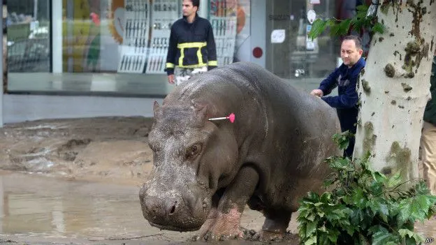 Los animales fugados de un zoológico que tienen en alerta a Tiflis ...