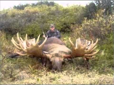 animales gigantescos - YouTube