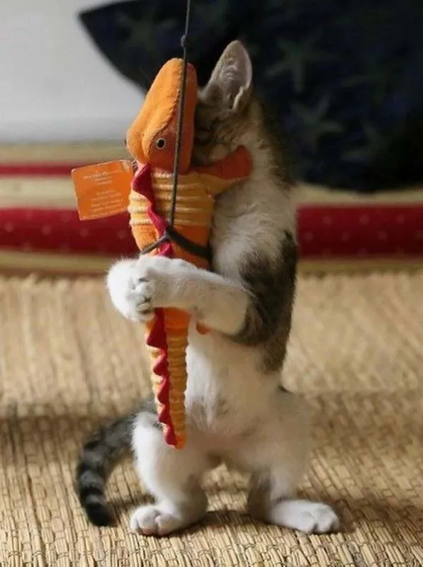 Animales graciosos: Gato juguetón | Blogodisea
