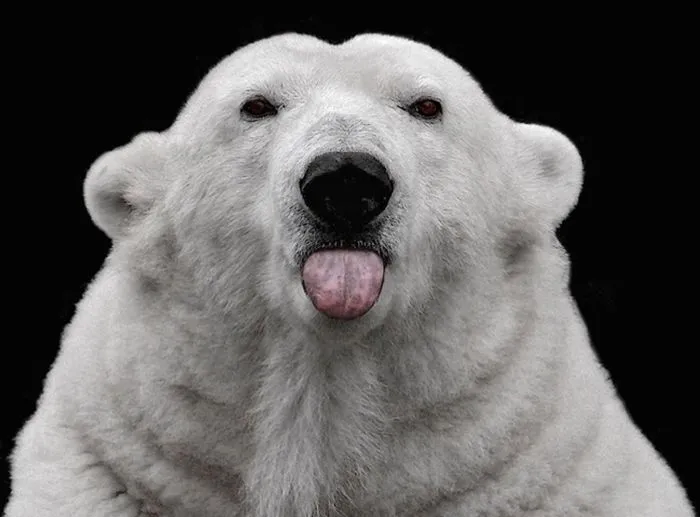 Animales graciosos: Osos polares | Blogodisea