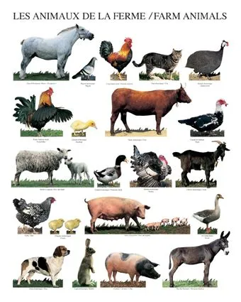Animales de la granja para imprimir - Imagui