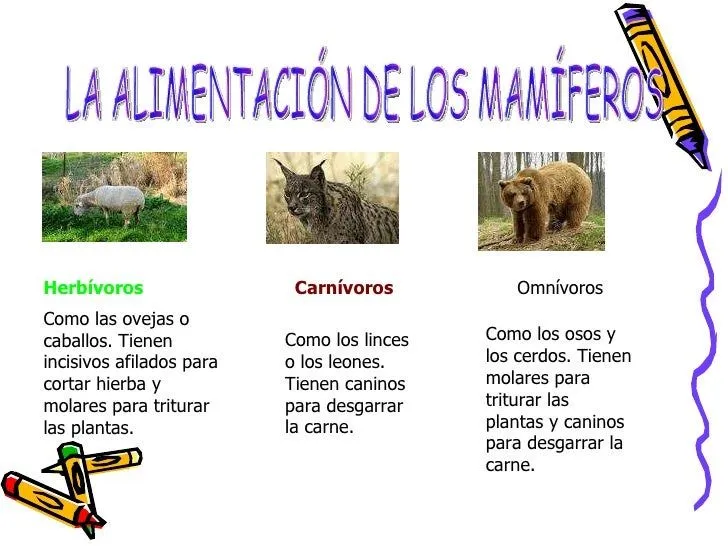 Animales herbivoros carnivoros y omnivoros para niños - Imagui