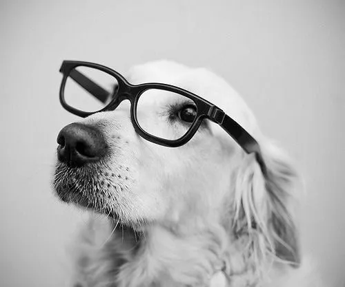 Animales hipster - nany