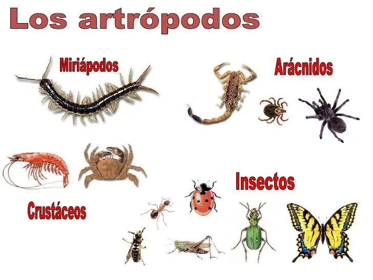 animales-invertebrados-22-728. ...