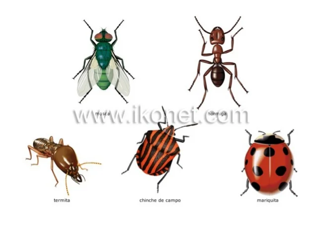 Animales invertebrados blog