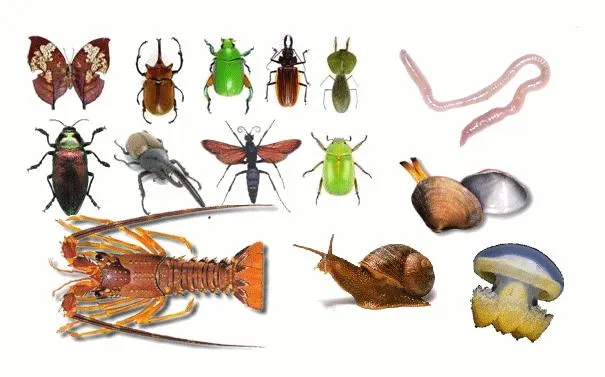 Animales invertebrados para imprimir | Imagenes