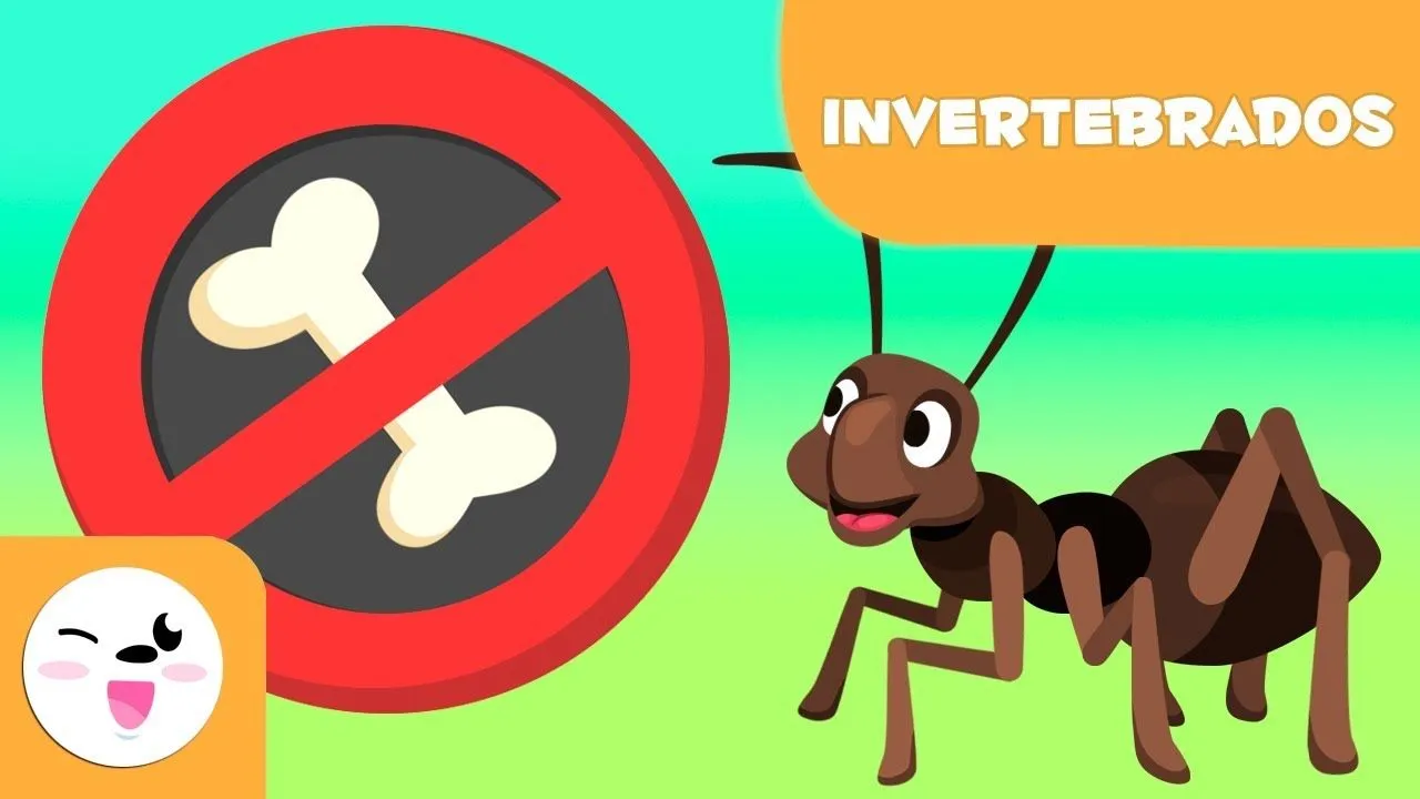 Animales invertebrados para niños - Introducción - YouTube