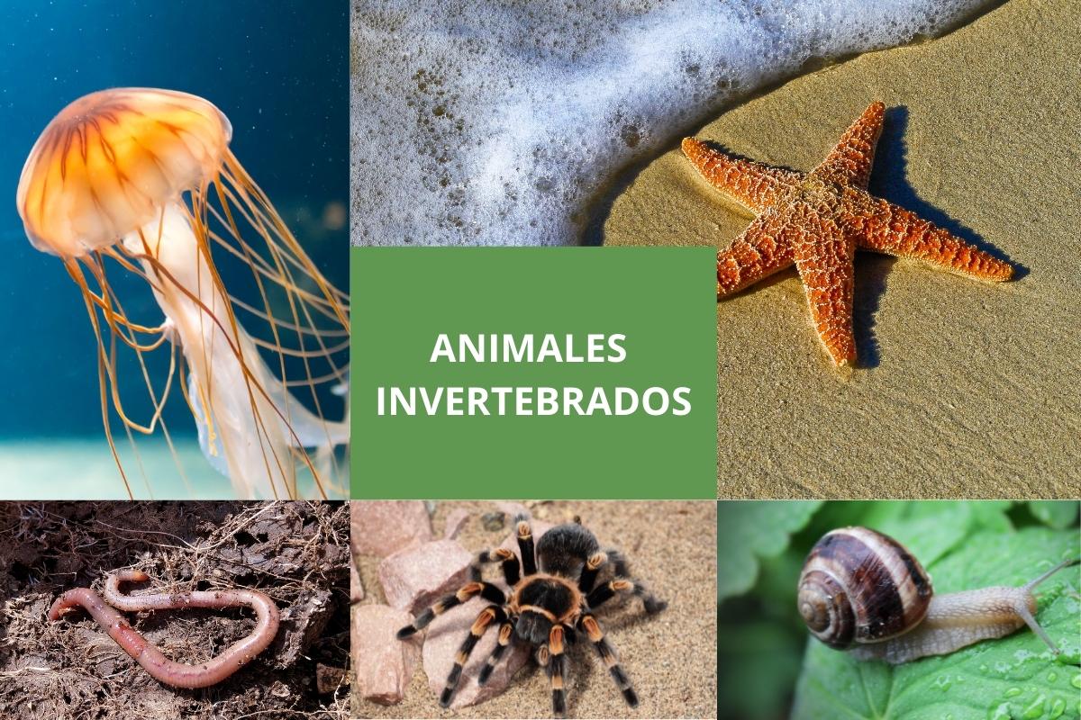 Animales invertebrados: Cuáles son, clasificación y ejemplos | OVACEN