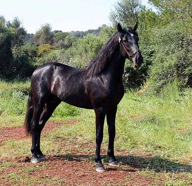Animales: Lindos caballos negros | Wallpapers HD Animales: Lindos caballos negros | Wallpapers HD