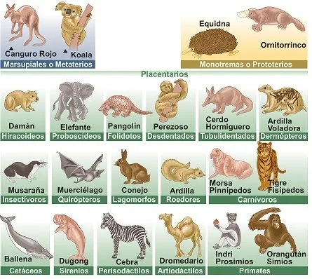 ANIMALES MAMIFEROS: CLASIFICACION DE LOS MAMIFEROS