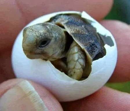 Animales que nacen de huevo imágenes - Imagui