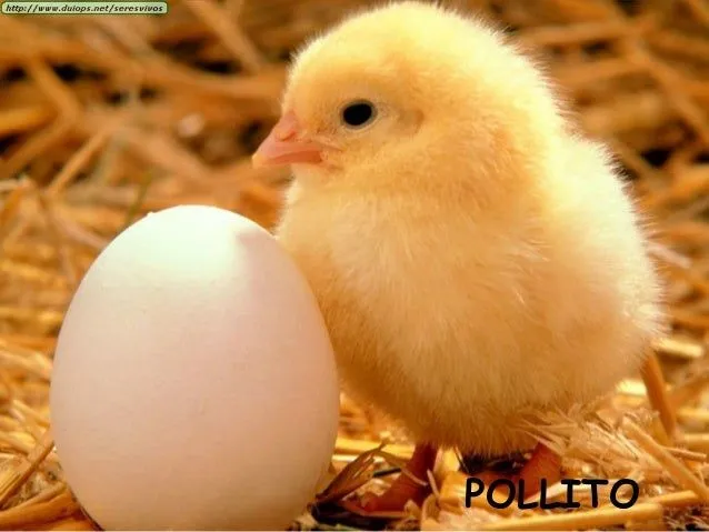 Animales que nacen de huevo - Imagui
