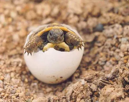 Animales que nacen del huevo - Imagui