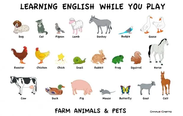 Animales con su nombre en inglés y español - Imagui