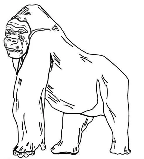 Dibujo de animales omnivoros para colorear - Imagui