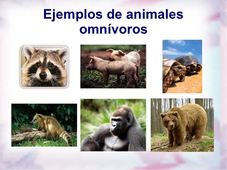 Animales carnivoros y herbivoros y omnivoros - Imagui