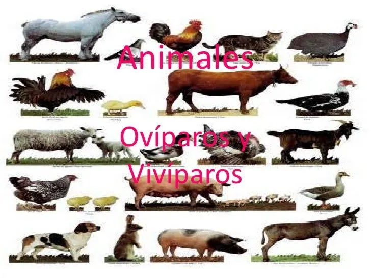 Animales oviparos viviparo - Imagui